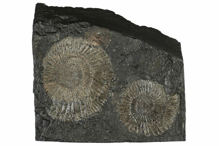 Fossil Ammonite (Dactylioceras) Cluster - Posidonia Shale, Germany #304983